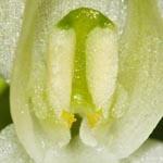<strong>Orchidee des Jahres 2011</strong><br> Zweiblättrige Waldhyazinthe - Platanthera bifolia