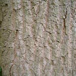 <strong>Baum des Jahres 2014</strong><br> Trauben-Eiche - Quercus petraea