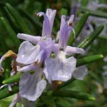 <strong>Heilpflanze des Jahres 2011</strong><br> Rosmarin - Rosmarinus officinalis