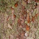 <strong>Baum des Jahres 2011</strong><br> Elsbeere - Sorbus torminalis
