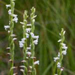 <strong>Orchidee des Jahres 2016</strong><br> Sommer-Wendelorchis - Spiranthes aestivalis