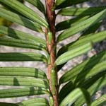 <strong>Giftpflanze des Jahres 2011</strong><br> Europäische Eibe - Taxus baccata