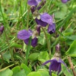 <strong>Heilpflanze des Jahres 2007</strong><br> Wohlriechendes Veilchen - Viola odorata