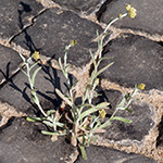 <strong>Stadtpflanze des Jahres 2020</strong><br> Gelblichweißes Ruhrkraut - Helichrysum luteoalbum