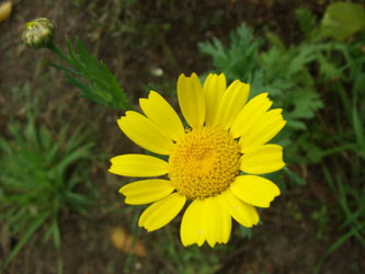 Chrysanthemum_segetum_urdenbacherkaempe080907_ja12.JPG