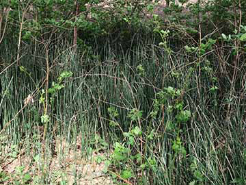 Equisetum_hyemale_Ladbergen_Kattenvenne_Brockwiesen_010518_ML02.jpg