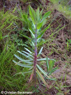 Euphorbia_lathyris_BODahlhausen010510_CBeckmann01.jpg