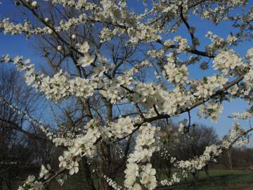 Prunus_cerasifera_BOObstwiese_240317_ja09.jpg