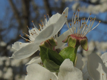 Prunus_cerasifera_BOObstwiese_240317_ja10.jpg