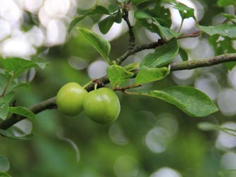 Prunus_cerasifera_LEV-Schlehbusch_270615_CB02.jpg