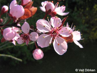 Prunus_cerasifera_Nigra_BGBO110409_VD03.jpg