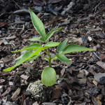 Ailanthus altissima - Götterbaum