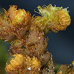 Ptilidium pulcherrimum