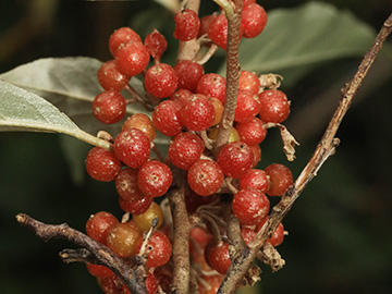 Elaeagnus umbellata
