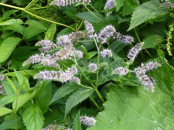 Mentha longifolia