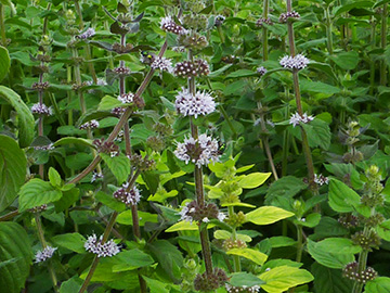 Mentha verticillata