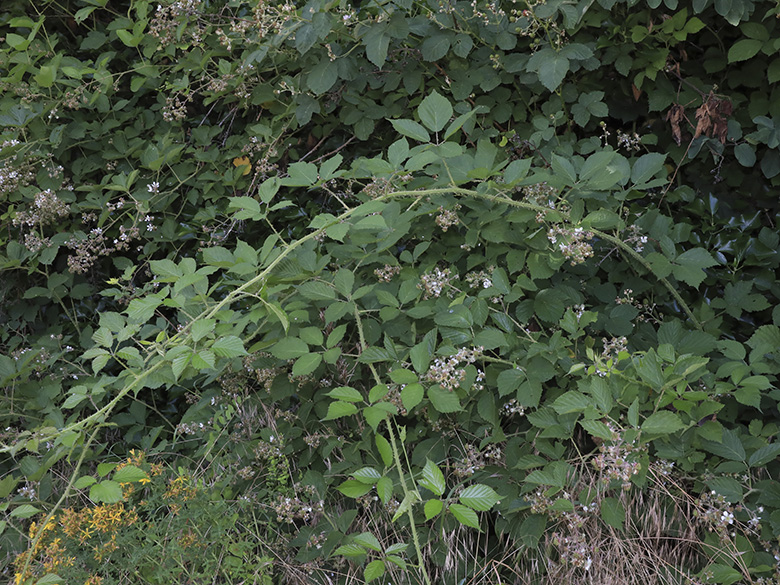 Rubus carduelis