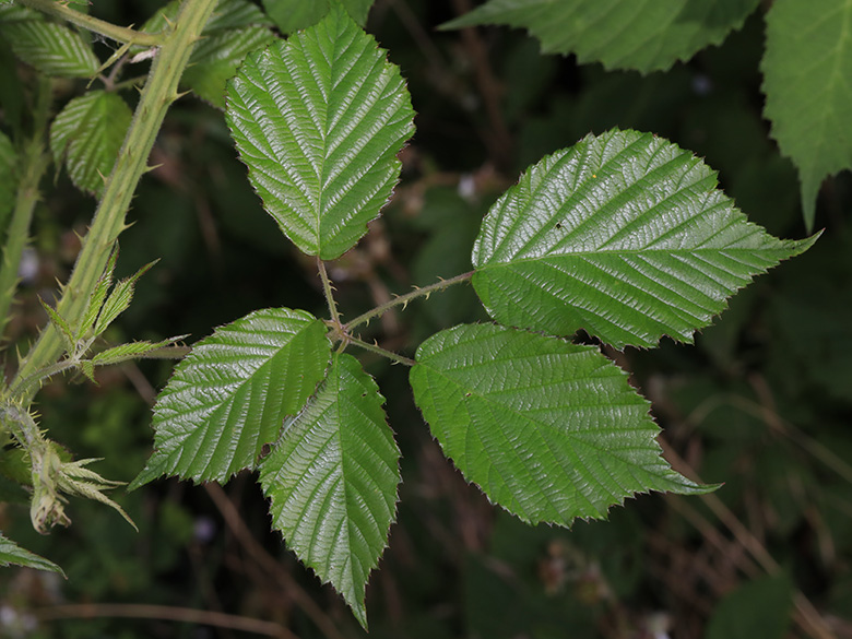 Rubus carduelis