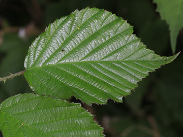 Rubus carduelis