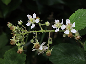 Rubus carduelis