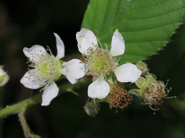 Rubus carduelis