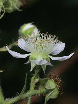 Rubus carduelis