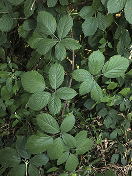 Rubus appropinquatus