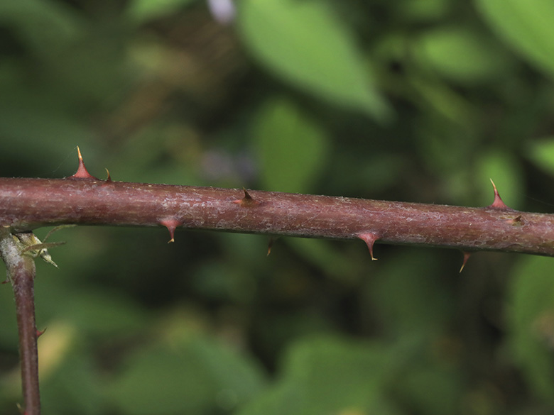 Rubus appropinquatus