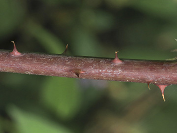 Rubus appropinquatus