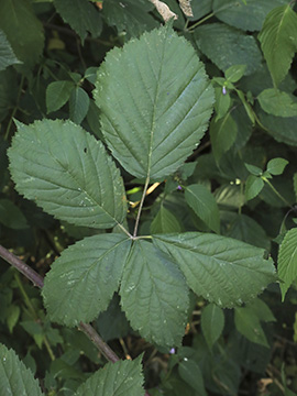Rubus appropinquatus