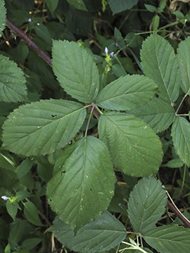 Rubus appropinquatus