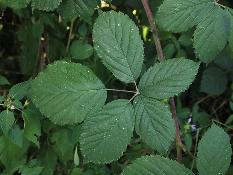 Rubus appropinquatus