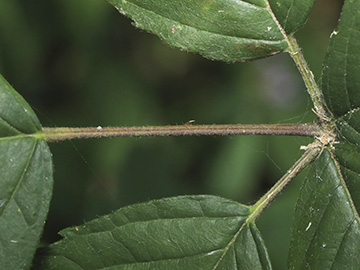Rubus appropinquatus