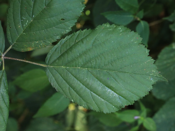 Rubus appropinquatus