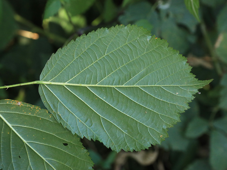 Rubus appropinquatus