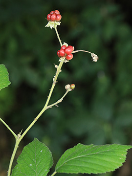 Rubus appropinquatus