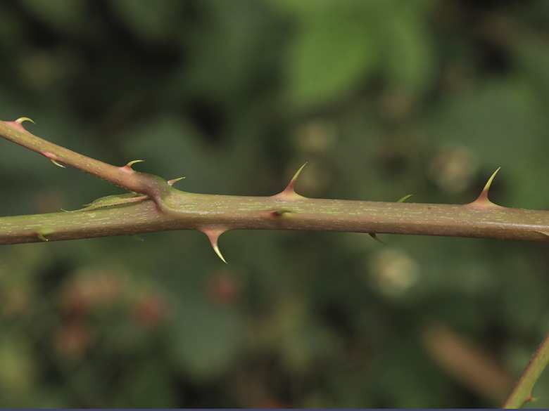 Rubus bertramii