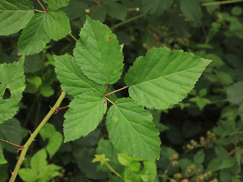 Rubus bertramii