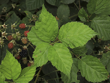 Rubus bertramii