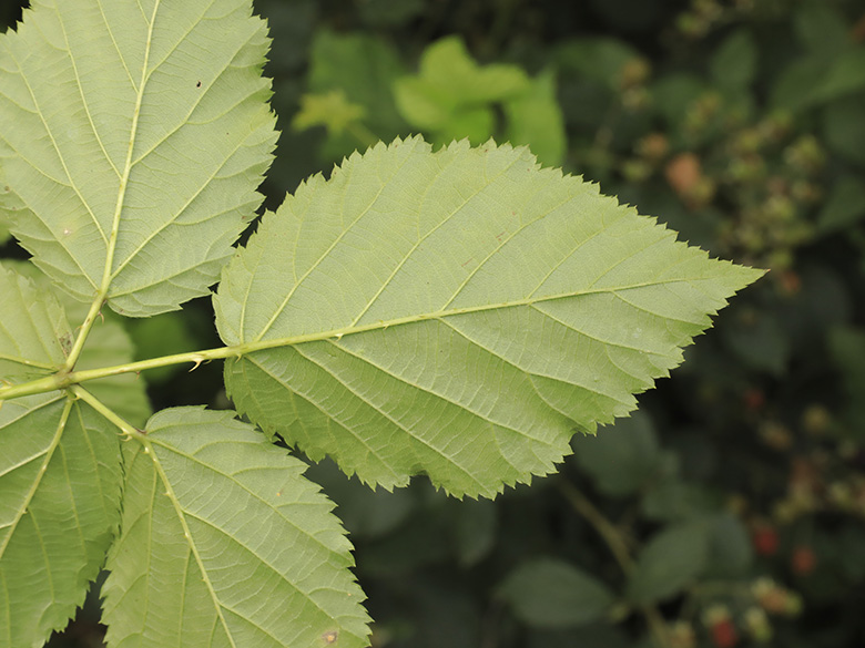 Rubus bertramii