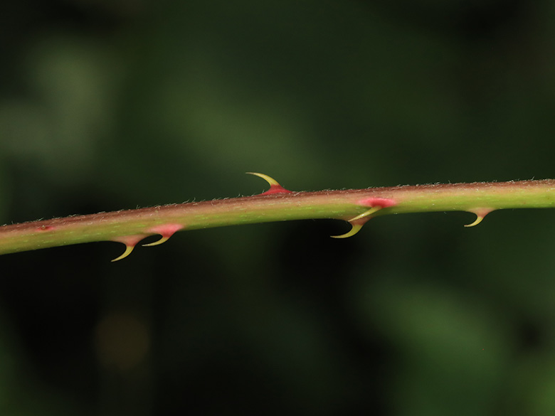Rubus bertramii
