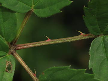 Rubus bertramii