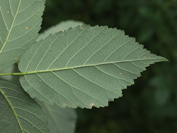Rubus bicolor