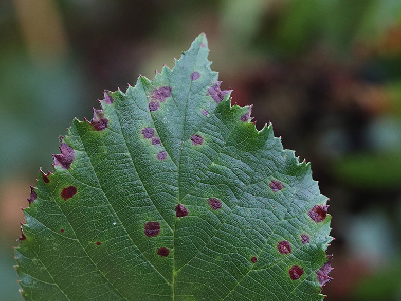 Rubus discolor