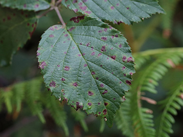 Rubus discolor