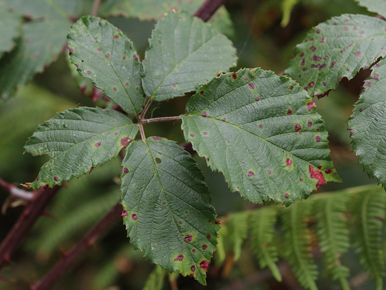 Rubus discolor