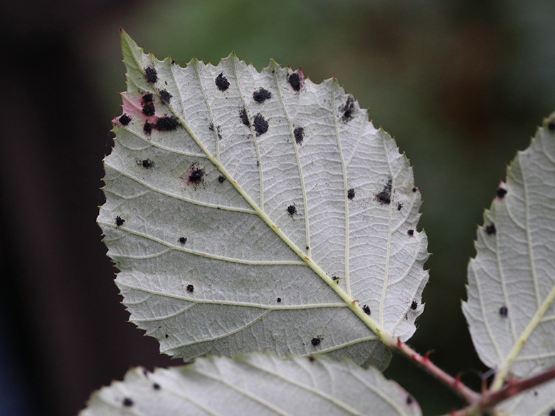 Rubus discolor