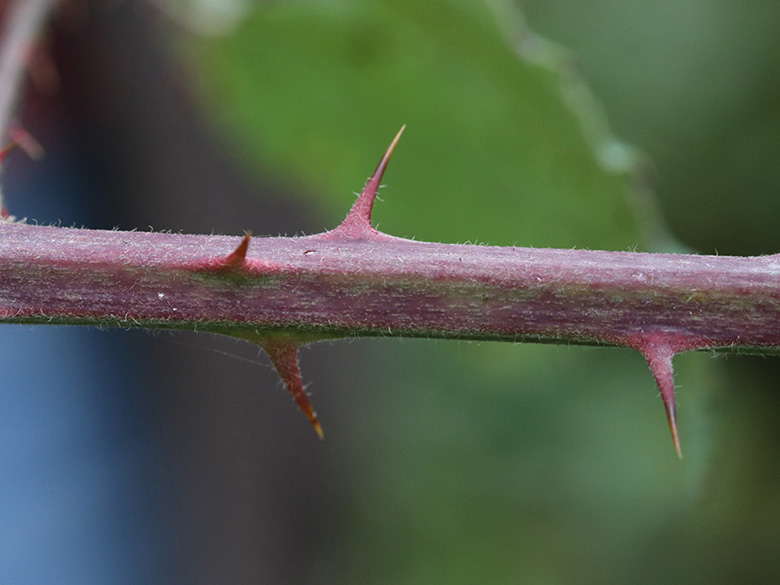 Rubus discolor