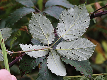 Rubus discolor