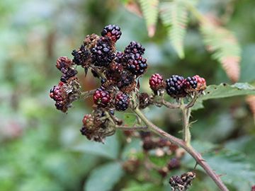 Rubus discolor